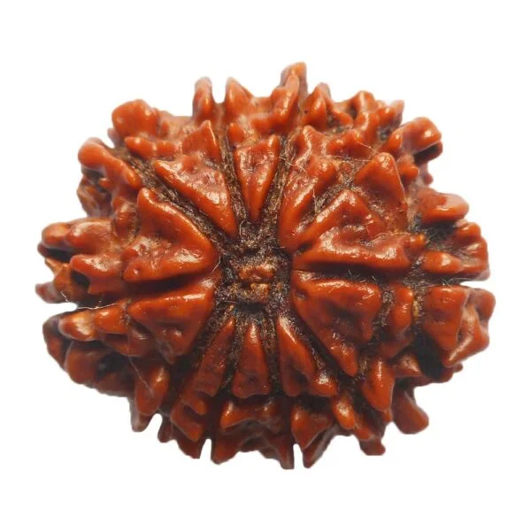 10 Mukhi Rudraksh Genuine Ten Face Rudraksha Lab Certified