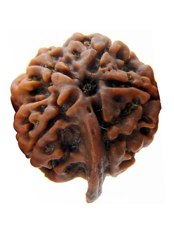 Ganesh Rudraksha Bead Original 100% Genuine